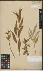 Foto von Salix alba L. x Salix fragilis L.
